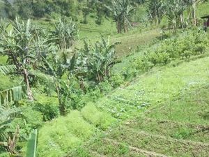 Bentang Alam Pulau Jawa yang Harus Diketahui Sebelum Merencanakan Liburan