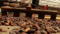 Sejak terjadinya pandemi COVID-19, harga kakao di tingkat pengepul turun dari Rp35 ribu menjadi Rp26 ribu per kilogram.