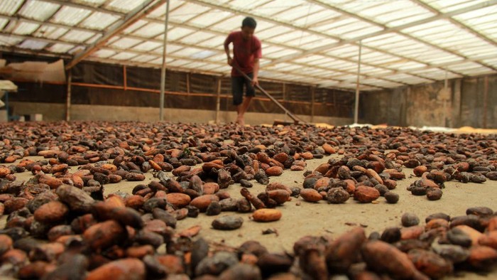 Pekerja menjemur biji kakao di Mamuju, Sulawesi Barat, Jumat (26/6/2020). Sejak terjadinya pandemi COVID-19, harga kakao di tingkat pengepul turun dari Rp35 ribu menjadi Rp26 ribu per kilogram. ANTARA FOTO/Akbar Tado/wsj.