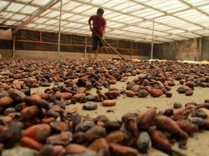 Kementan Buka-bukaan Target Peremajaan Kakao 175.000 Ha Pakai APBN