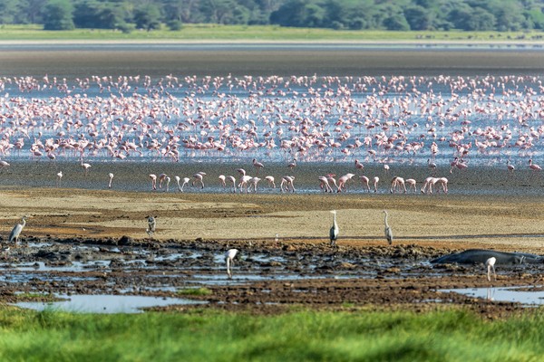 2. Danau ManyaraTanzania dikenal memiliki sejumlah taman konservasi yang kerap dikunjungi wisatawan. Salah satunya Taman Nasional Danau Manyara. Di sana, traveler dapat melihat ribuan flamingo dan kuda nil yang asik mencari makan atau sekadar bersantai. (Foto: iStock) 2. Danau ManyaraTanzania dikenal memiliki sejumlah taman konservasi yang kerap dikunjungi wisatawan. Salah satunya Taman Nasional Danau Manyara. Di sana, traveler dapat melihat ribuan flamingo dan kuda nil yang asik mencari makan atau sekadar bersantai. (Foto: iStock)