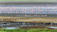 2. Danau ManyaraTanzania dikenal memiliki sejumlah taman konservasi yang kerap dikunjungi wisatawan. Salah satunya Taman Nasional Danau Manyara. Di sana, traveler dapat melihat ribuan flamingo dan kuda nil yang asik mencari makan atau sekadar bersantai. (Foto: iStock)