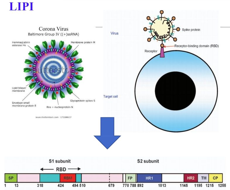 LIPI membuat virus Corona tiruan sebagai vaksin COVID-19. (Dok LIPI)