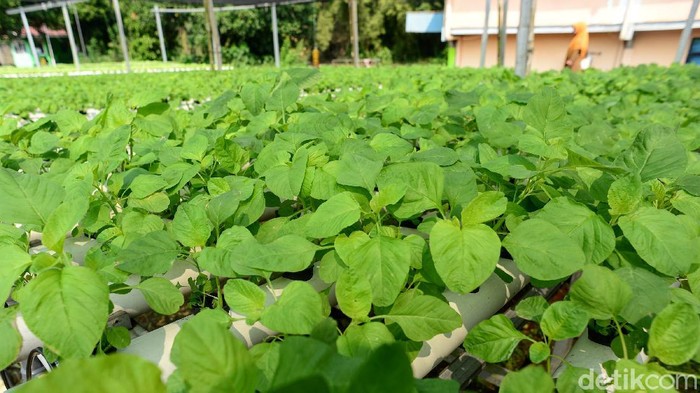 Putri Rafika, petani hodroponik teknik NFT melakukan perawatan tanaman bayam dan kangkung di Serua Farm Pamulang, Tangerang Selatan, Jumat (26/6/2020). Pada masa pandemi COVID-19 permintaan sayur tanaman hidroponik mengalami kenaikan hingga 200 persen yang dijual secara daring dan melalui supermarket.