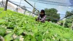 Permintaan Melonjak, Begini Cara Budidaya Sayur Hidroponik
