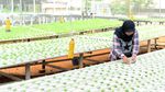 Permintaan Melonjak, Begini Cara Budidaya Sayur Hidroponik