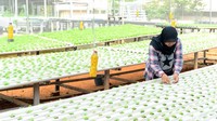 Pada masa pandemi COVID-19, permintaan sayur hidroponik mengalami kenaikan hingga 200 persen.