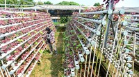 Petani hodroponik teknik NFT itu menjual sayuran secara daring dan supermarket.