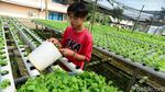 Permintaan Melonjak, Begini Cara Budidaya Sayur Hidroponik
