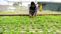Membuat pertanian lahan hidroponik ini relatif mudah dan minim hama. Selain itu, harga jual relatif stabil karena tidak ada istilah panen raya sehingga kurva suplai dan demand berjalan dengan normal.