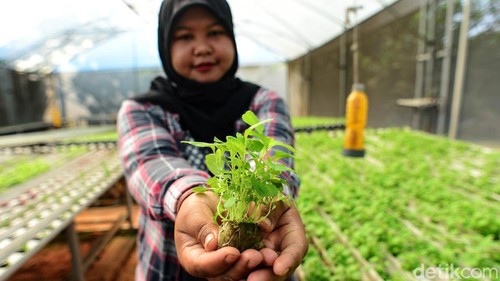 Putri Rafika, petani hodroponik teknik NFT melakukan perawatan tanaman bayam dan kangkung di Serua Farm Pamulang, Tangerang Selatan, Jumat (26/6/2020). Pada masa pandemi COVID-19 permintaan sayur tanaman hidroponik mengalami kenaikan hingga 200 persen yang dijual secara daring dan melalui supermarket.