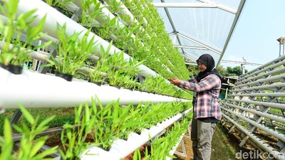 Permintaan Melonjak, Begini Cara Budidaya Sayur Hidroponik