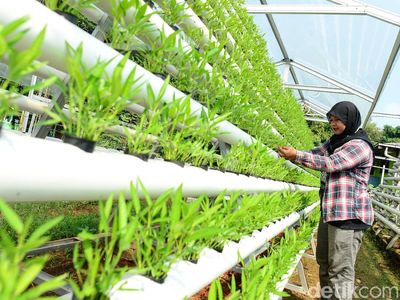 Permintaan Melonjak, Begini Cara Budidaya Sayur Hidroponik