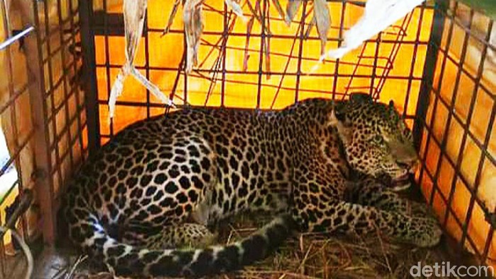Penampakan macan tutul yang terperangkap warga Ciamis