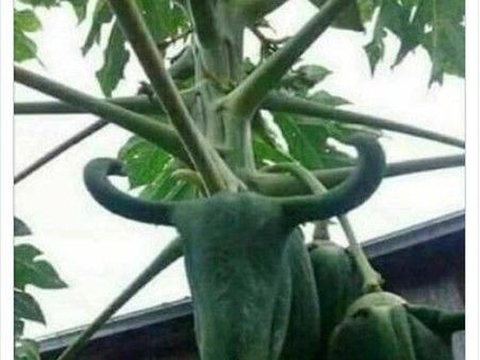 pepaya bentuk unik