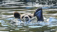 Seekor anak beruang berenang di sebuah kolam di kebun binatang Skansen di Stockholm, Swedia.