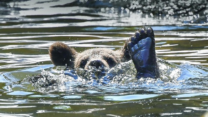 A bear cub cools off in a pond in the bear enclosure at Skansen open air museum and zoo,  as the temperature passed 30 degrees Celsius, in Stockholm, Thursday,  June 25, 2020. (Jonas Ekstromer/TT News Agency via AP)