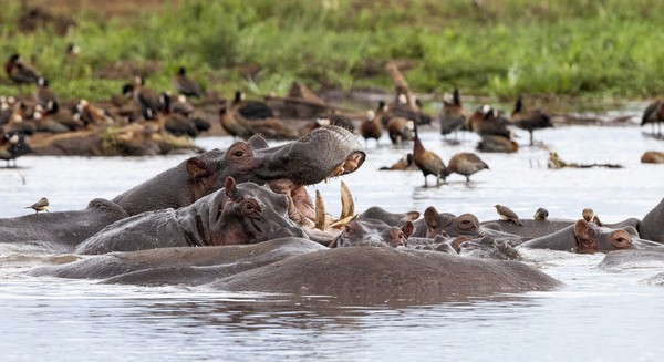 4. Taman Nasional Serengeti Taman nasional lainnya yang cantik adalah Serengeti. Taman ini terkenal akan kolam kuda nilnya yang menjadi tempat satwa itu berendam. Di sana traveler dapat melihat aktivitas kuda nil langsung di habitat aslinya. (Foto: iStock) 4. Taman Nasional Serengeti Taman nasional lainnya yang cantik adalah Serengeti. Taman ini terkenal akan kolam kuda nilnya yang menjadi tempat satwa itu berendam. Di sana traveler dapat melihat aktivitas kuda nil langsung di habitat aslinya. (Foto: iStock)