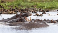 4. Taman Nasional Serengeti Taman nasional lainnya yang cantik adalah Serengeti. Taman ini terkenal akan kolam kuda nilnya yang menjadi tempat satwa itu berendam. Di sana traveler dapat melihat aktivitas kuda nil langsung di habitat aslinya. (Foto: iStock)