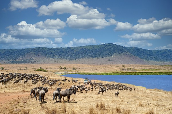 5. Kawah Ngorongoro Kawah Ngorongoro merupakan kaldera vulkanik utuh terbesar di dunia yang berusia lebih dari 3 juta tahun. Ribuan hewan liar merumput di sana karena tempat itu juga kaya akan persediaan air. Traveler akan melihat pemandangan indah baik dari panorama alam maupun aktivitas satwa liar di sana. (Foto: iStock) 5. Kawah Ngorongoro Kawah Ngorongoro merupakan kaldera vulkanik utuh terbesar di dunia yang berusia lebih dari 3 juta tahun. Ribuan hewan liar merumput di sana karena tempat itu juga kaya akan persediaan air. Traveler akan melihat pemandangan indah baik dari panorama alam maupun aktivitas satwa liar di sana. (Foto: iStock)