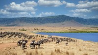 5. Kawah Ngorongoro Kawah Ngorongoro merupakan kaldera vulkanik utuh terbesar di dunia yang berusia lebih dari 3 juta tahun. Ribuan hewan liar merumput di sana karena tempat itu juga kaya akan persediaan air. Traveler akan melihat pemandangan indah baik dari panorama alam maupun aktivitas satwa liar di sana. (Foto: iStock)