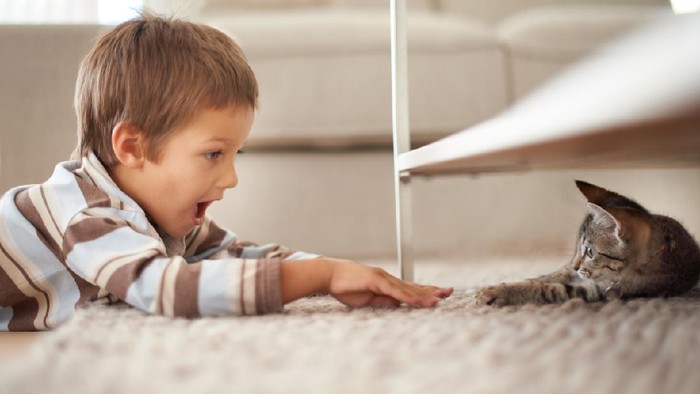 A little boy lying on his bedroom floor and playing with a kittenhttp://195.154.178.81/DATA/i_collage/pi/shoots/783344.jpg