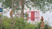 Sekitar 28 ekor bekantan terdapat di dalam konsesi wilayah PLTU seluas 175 hektar tersebut, hidup berkelompok di sepanjang bantaran Sungai Asam Asam.Foto: Dok. PLN UPK Asam Asam