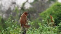 Kami bertekad untuk terus melindungi kekayaan ekosistem alam dan memelihara proses ekologi maupun keseimbangan ekosistem di area PLTU Asam Asam secara berkelanjutan. Sinergi dengan alam, harmonisasi dengan bekantan, ujar Dony Ocniza, Manager PLN UPK Asam Asam kepada tim esdm.go.id, Jumat (26/6).Foto: Dok. PLN UPK Asam Asam
