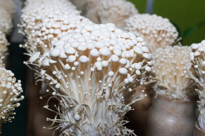 Cara budi daya jamur enoki Cara budi daya jamur enoki