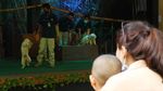 Hari Pertama Buka, Begini Potret di Kebun Binatang Bandung