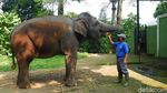 Hari Pertama Buka, Begini Potret di Kebun Binatang Bandung