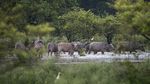 Kasihan Gajah dan Badak Ini Jadi Korban Banjir