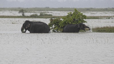 Kasihan Gajah dan Badak Ini Jadi Korban Banjir