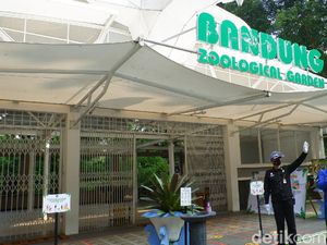 Diultimatum Pemkot, Ini Respons Kebun Binatang Bandung