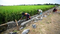 Tujuan utama Padat Karya untuk mempertahankan daya beli masyarakat di perdesaan atau mendistribusikan dana pembangunan ke desa-desa. Pool/Kementerian PUPR.