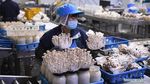Mengintip Jeroan Pabrik Jamur Enoki cs di China