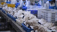 Dalam beberapa tahun terakhir, daerah Siyang telah secara aktif mengembangkan industri jamur yang dapat dimakan dan membuat sistem industri yang komprehensif. Foto: Dok. Xinhua/Ji Chunpeng