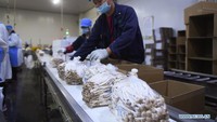 Ada 23 perusahaan terkait jamur di basis industri pertanian modern, yang setiap tahun dapat menghasilkan sekitar 300.000 ton jamur yang dapat dimakan. Foto: Dok. Xinhua/Ji Chunpeng