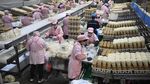 Mengintip Jeroan Pabrik Jamur Enoki cs di China