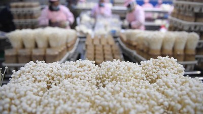 Mengintip Jeroan Pabrik Jamur Enoki cs di China