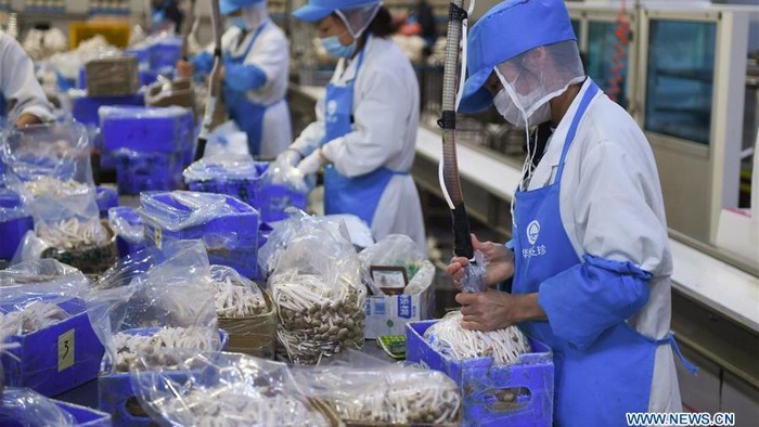 Mengintip Operasional Pabrik Jamur Enoki cs di China