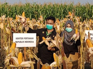 Panen Raya Jagung, Ini Pesan Mentan buat Kepala Daerah