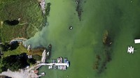 Alga ini merubah warna air laut. 