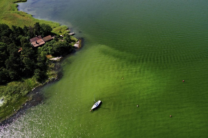 An aerial view of toxic blue-gren algae bloom on the Baltic Sea coast at Tyreso near Stockholm, Sweden, Thursday, June 25, 2020. (Pontus Lundahl/TT News Agency via AP)