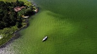 Racun yang dimiliki jenis alga beracun bisa terakumulasi pada tubuh hewan laut lewat proses rantai makanan. Bahaya muncul saat manusia mengonsumsi ikan serta beragam produk laut lainnya.