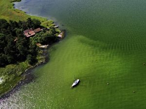 Oksigen yang Dihirup Manusia Ternyata Bergantung pada Makhluk Laut Ini