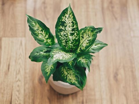 a human hand spray on dumbcane leave in the evening indoor at balcony using a spray bottle watering the plant
