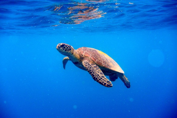 Turtle looking to the camera, followed by some silver fish