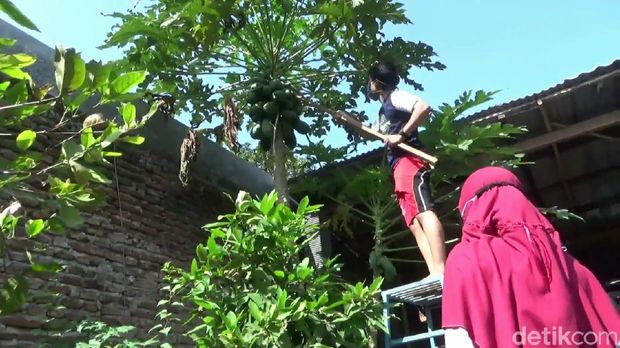 Banyak hal yang bisa dikerjakan selama pandemi Corona. Salah satunya seperti yang dilakukan 3 mahasiswa di Pasuruan ini, yakni berbisnis abon pepaya.