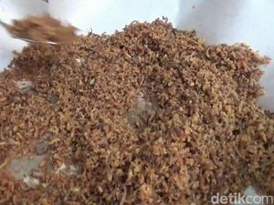 3 Mahasiswa Ini Belajar di Rumah Gegara Corona Sambil Bisnis Abon Pepaya